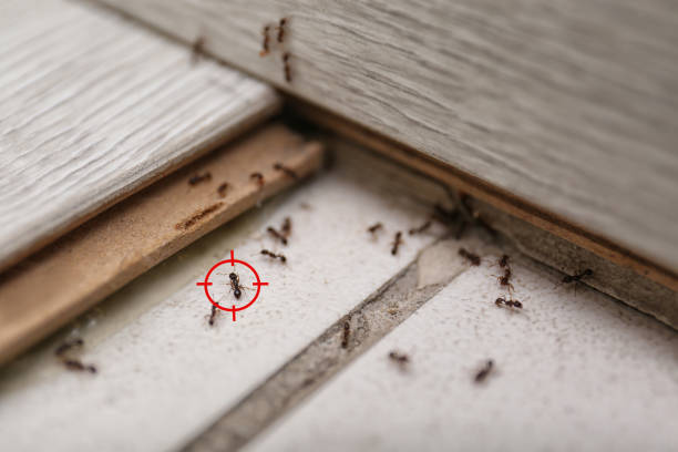 Best Wasp Removal Services  in Lakin, KS