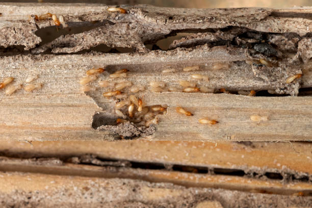 Best Best Pest Control Companies  in Lakin, KS